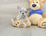 8 week old French Bulldog Puppy For Sale - Seaside Pups