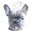 French Bulldog Puppy For Sale - Seaside Pups French Bulldog Puppy For Sale - Seaside Pups