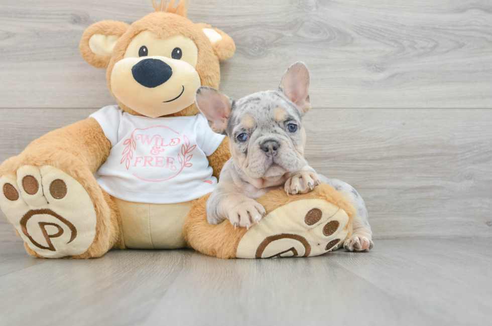 7 week old French Bulldog Puppy For Sale - Seaside Pups