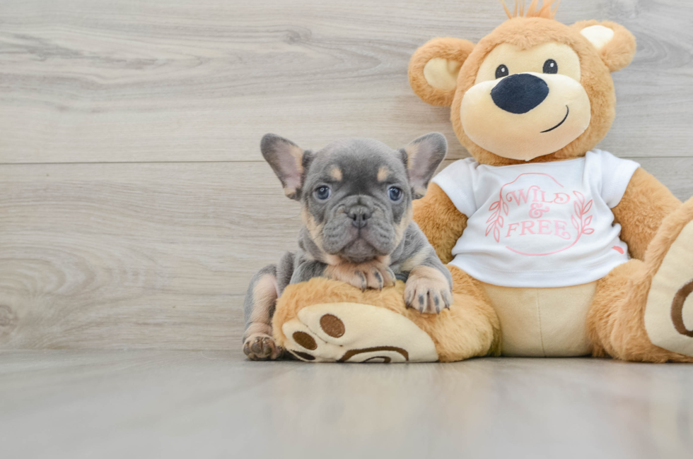 7 week old French Bulldog Puppy For Sale - Seaside Pups