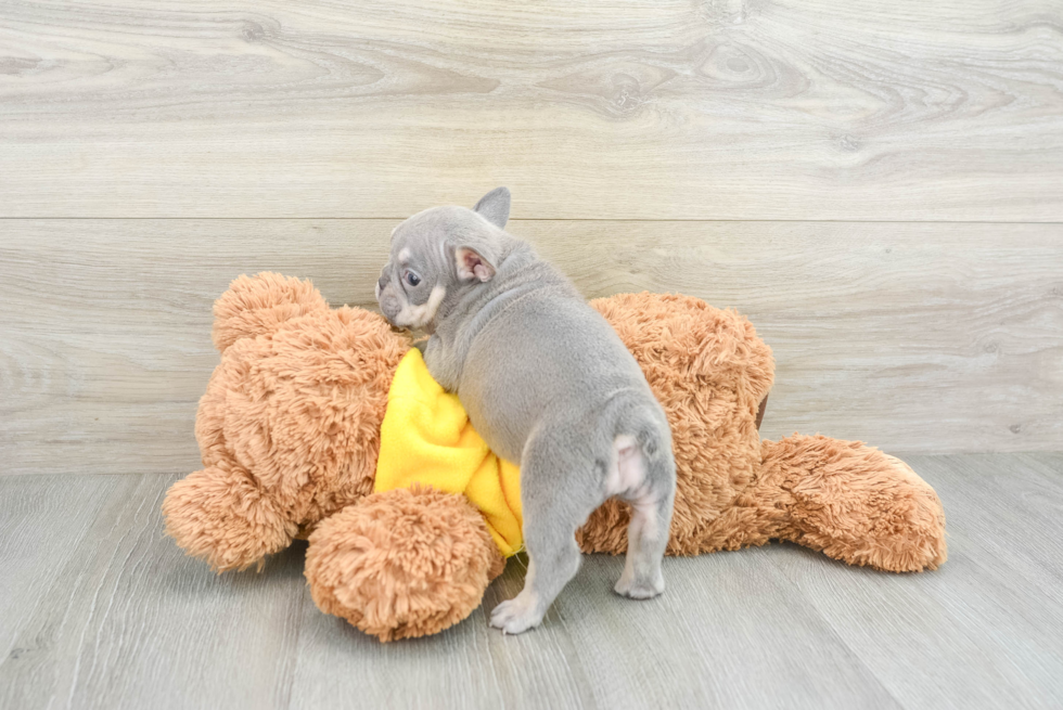 Best French Bulldog Baby