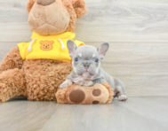 6 week old French Bulldog Puppy For Sale - Seaside Pups