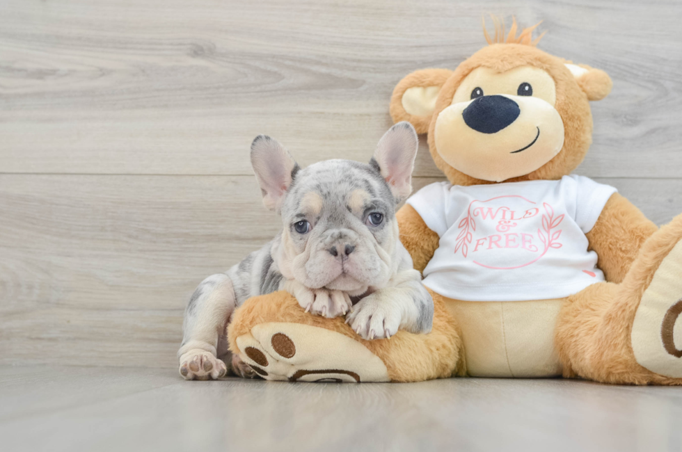 7 week old French Bulldog Puppy For Sale - Seaside Pups