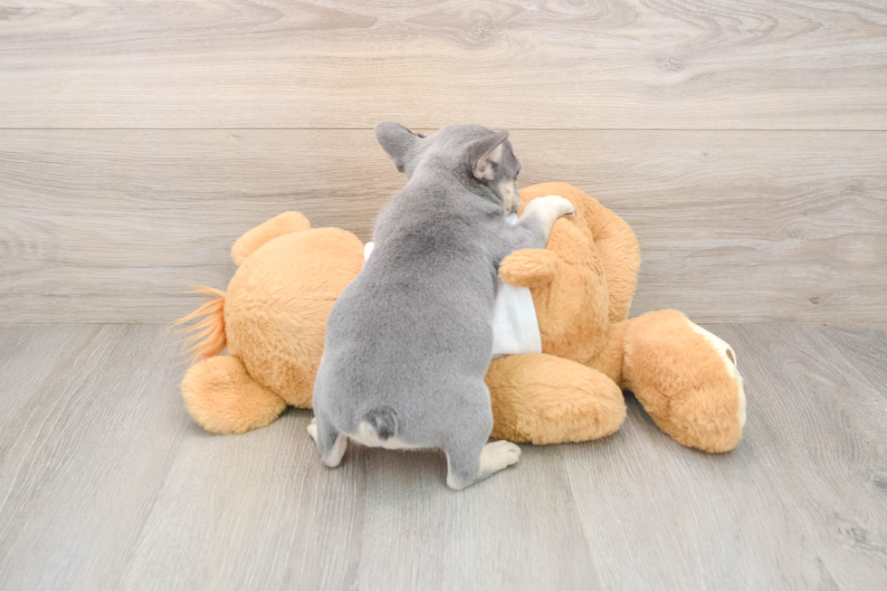 Friendly French Bulldog Baby