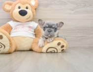 8 week old French Bulldog Puppy For Sale - Seaside Pups