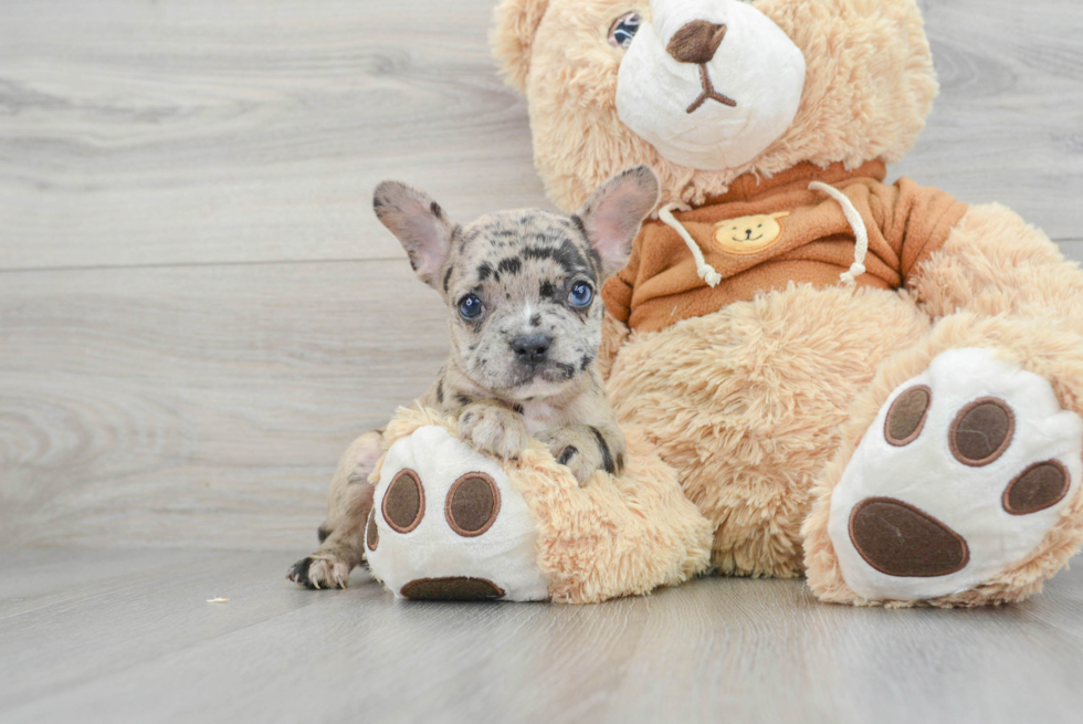 Meet Gabbana - our French Bulldog Puppy Photo  2/3 - Seaside Pups Friendly French Bulldog Baby
