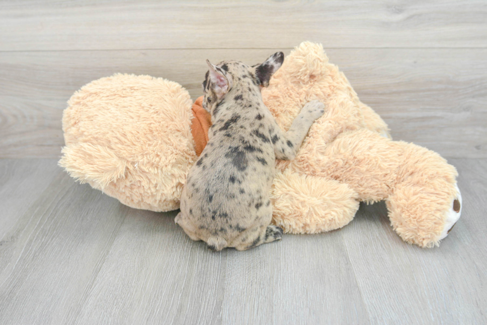 Meet Gabbana - our French Bulldog Puppy Photo  3/3 - Seaside Pups French Bulldog Puppy for Adoption