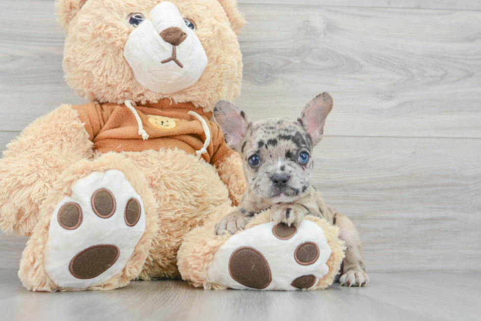 Meet Gabbana - our French Bulldog Puppy Photo  1/3 - Seaside Pups Best French Bulldog Baby