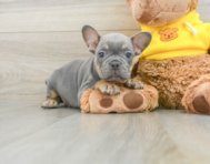 7 week old French Bulldog Puppy For Sale - Seaside Pups