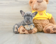 7 week old French Bulldog Puppy For Sale - Seaside Pups