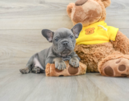 7 week old French Bulldog Puppy For Sale - Seaside Pups