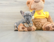 8 week old French Bulldog Puppy For Sale - Seaside Pups