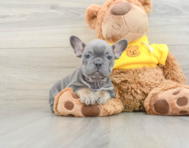 7 week old French Bulldog Puppy For Sale - Seaside Pups