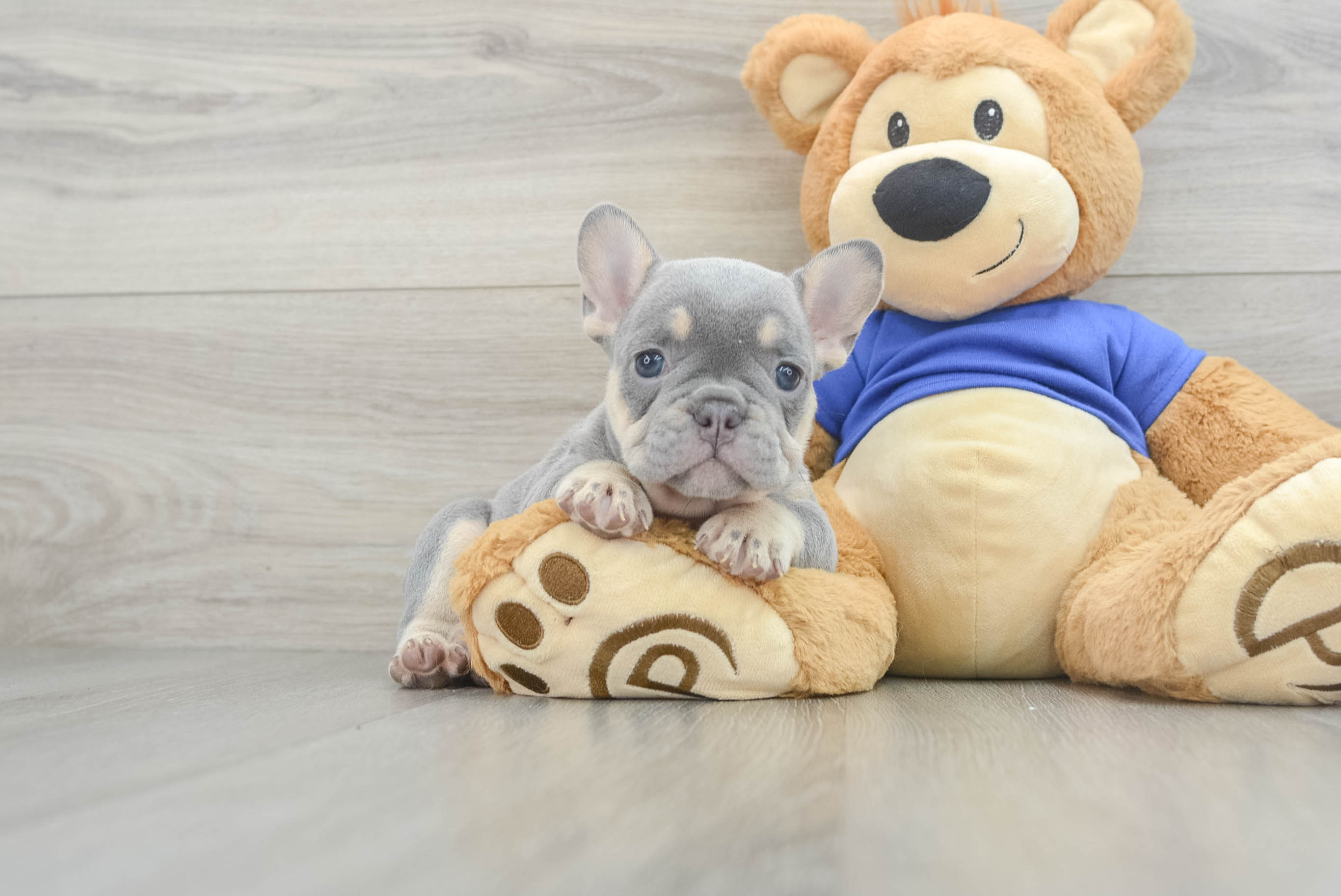 frenchbulldogぺージ Amazon.com : Hi-Line Gift Ltd French Bulldog On Swing