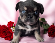 6 week old French Bulldog Puppy For Sale - Seaside Pups