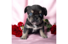 Cute Frenchie Purebred Puppy