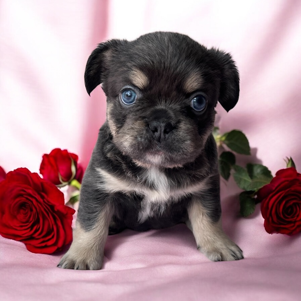 Cute Frenchie Purebred Puppy