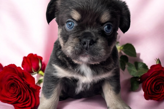 Cute Frenchie Purebred Puppy