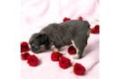 French Bulldog Puppy for Adoption