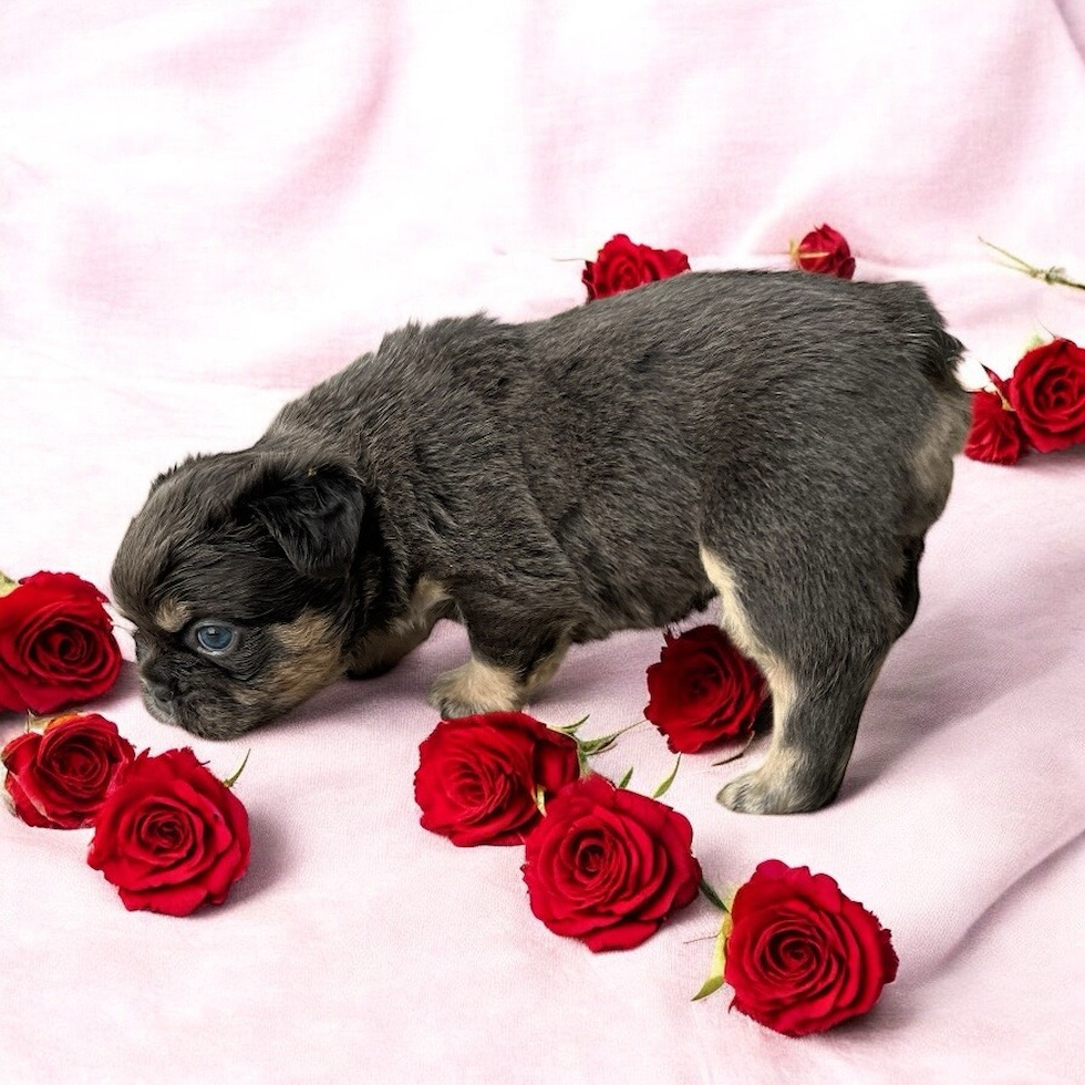 French Bulldog Puppy for Adoption