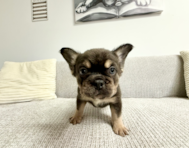 9 week old French Bulldog Puppy For Sale - Seaside Pups