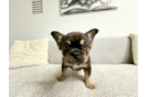 Cute Frenchie Purebred Puppy