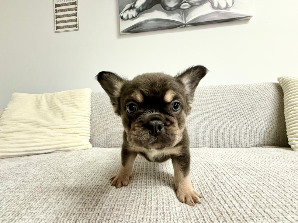 Cute Frenchie Purebred Puppy