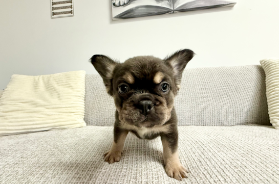 Cute Frenchie Purebred Puppy