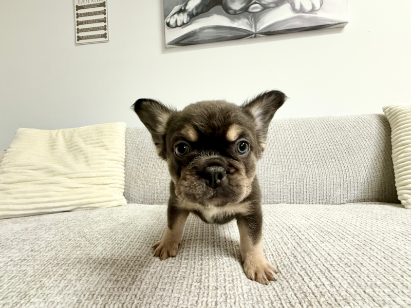 Meet Lady - our French Bulldog Puppy Photo 3/4 - Seaside Pups