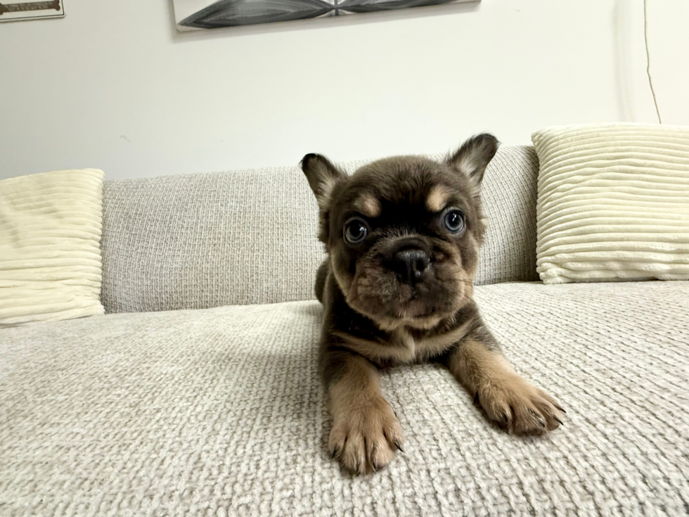 French Bulldog Pup Being Cute