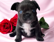 6 week old French Bulldog Puppy For Sale - Seaside Pups