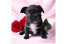 Cute Frenchie Purebred Puppy