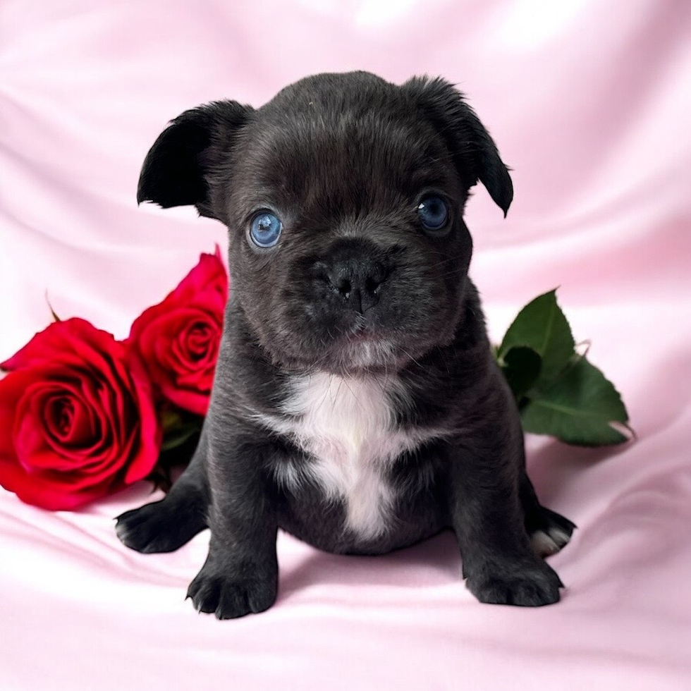 Cute Frenchie Purebred Puppy