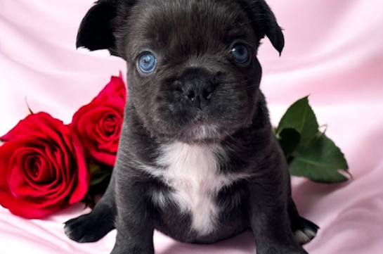 Cute Frenchie Purebred Puppy