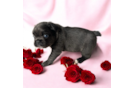 Best French Bulldog Baby