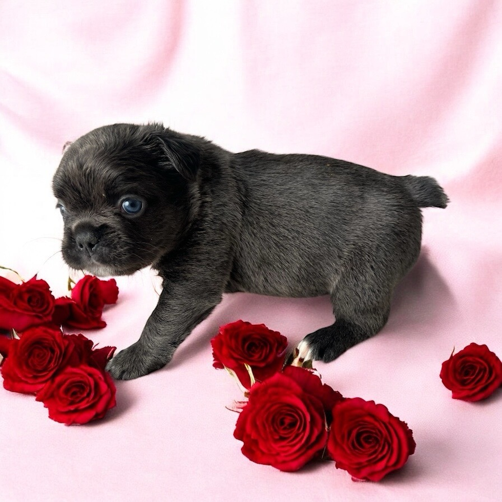 Best French Bulldog Baby
