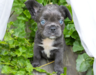 7 week old French Bulldog Puppy For Sale - Seaside Pups