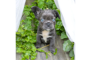 French Bulldog Pup Being Cute