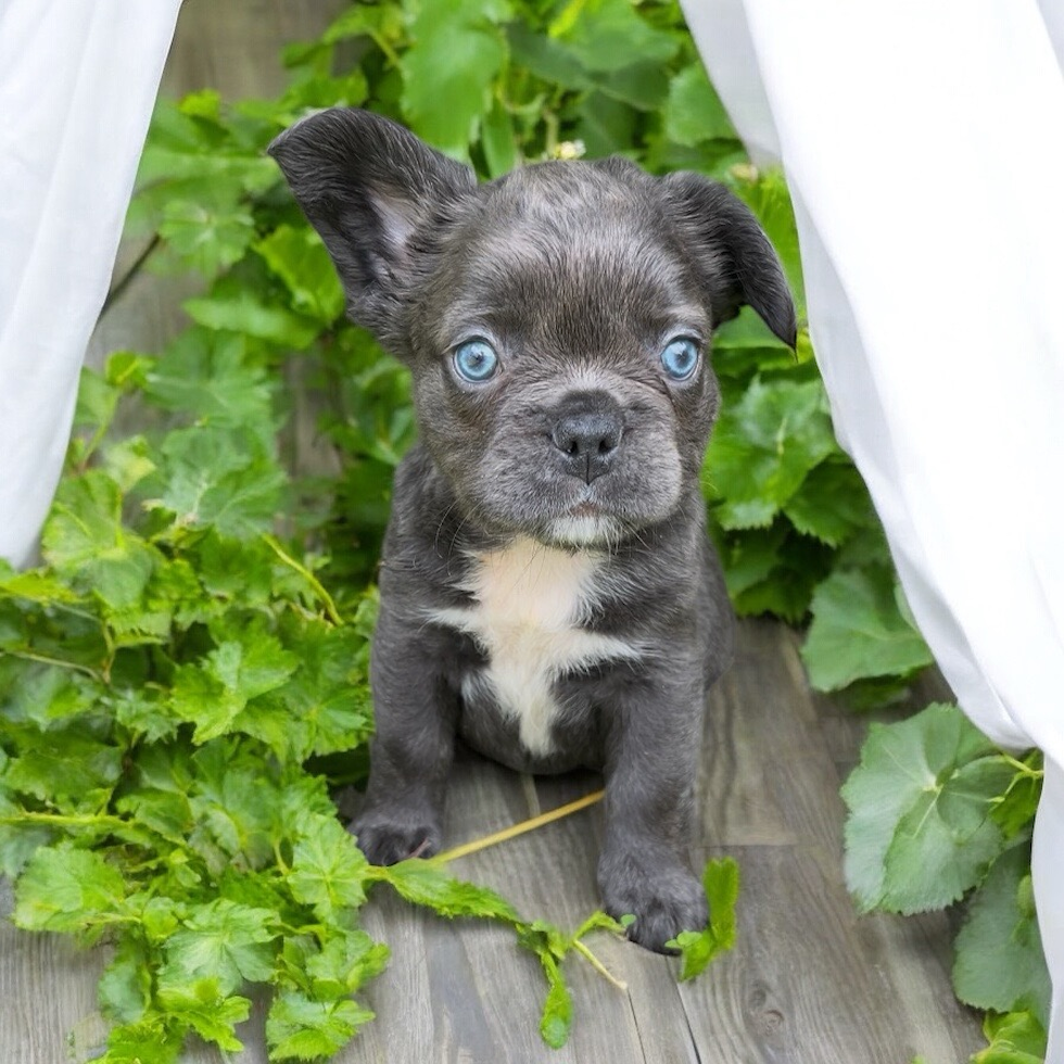 French Bulldog Pup Being Cute