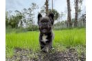 French Bulldog Pup Being Cute
