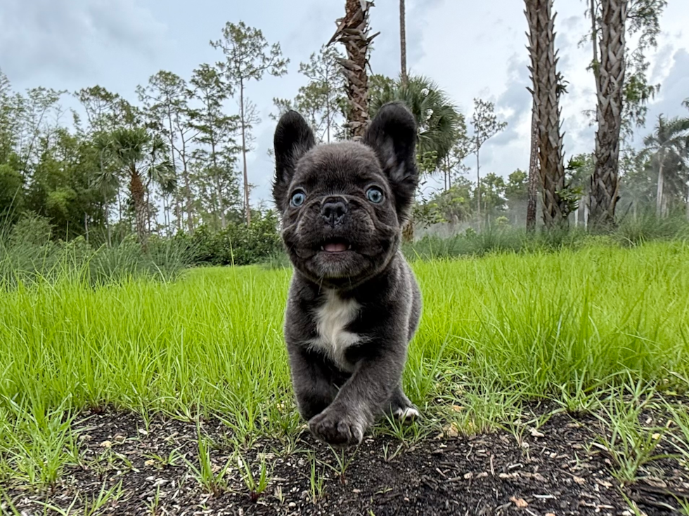 French Bulldog Pup Being Cute