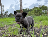 9 week old French Bulldog Puppy For Sale - Seaside Pups