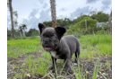 French Bulldog Pup Being Cute