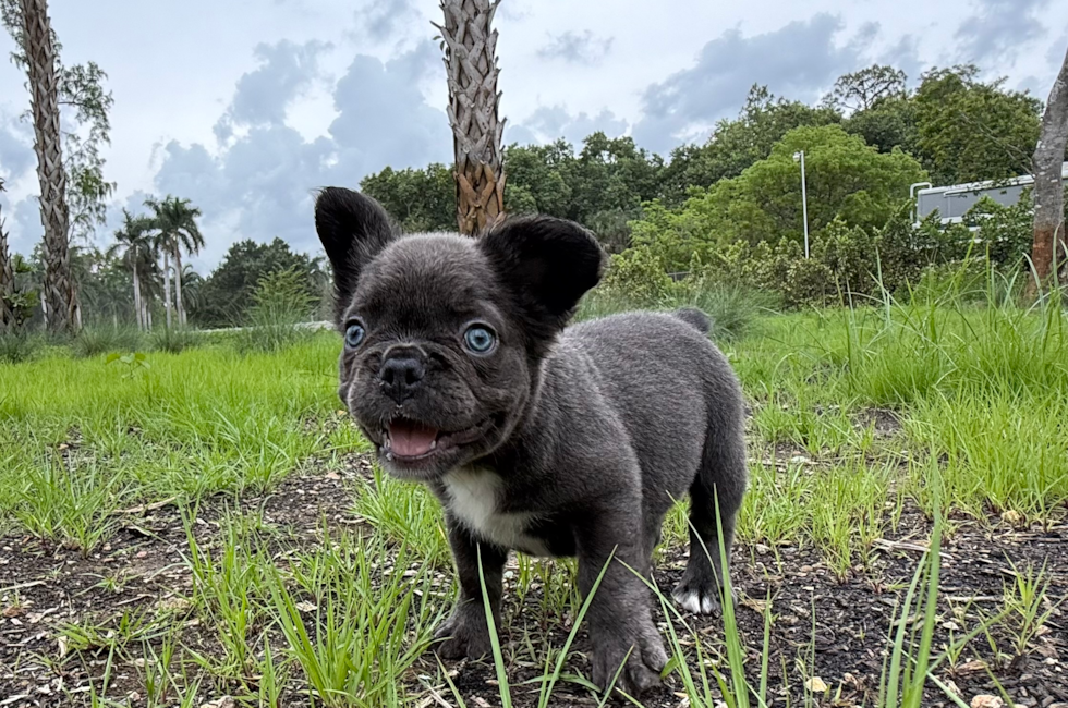 9 week old French Bulldog Puppy For Sale - Seaside Pups
