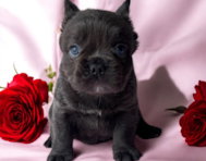 6 week old French Bulldog Puppy For Sale - Seaside Pups