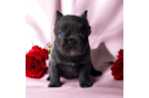 French Bulldog Pup Being Cute
