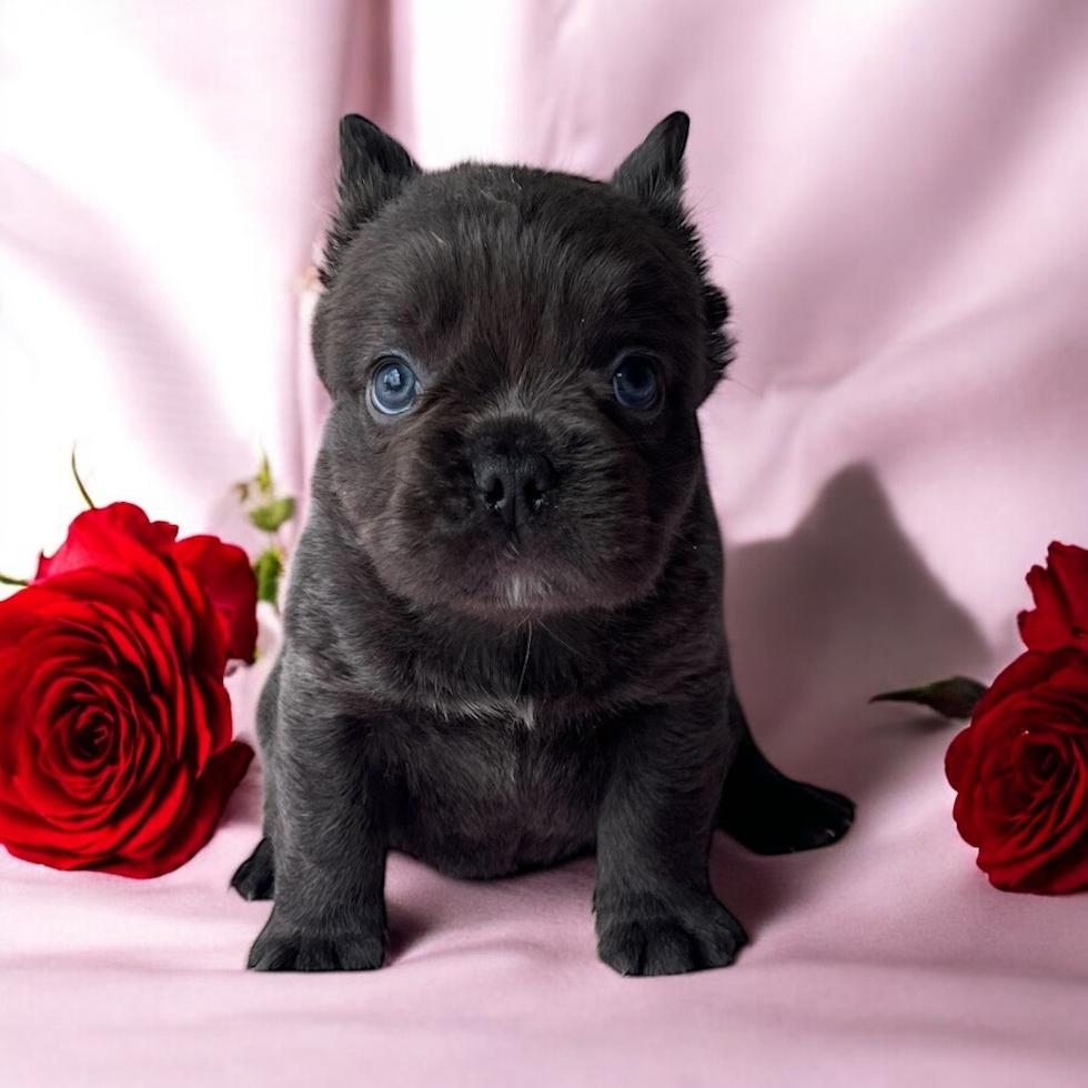 French Bulldog Pup Being Cute