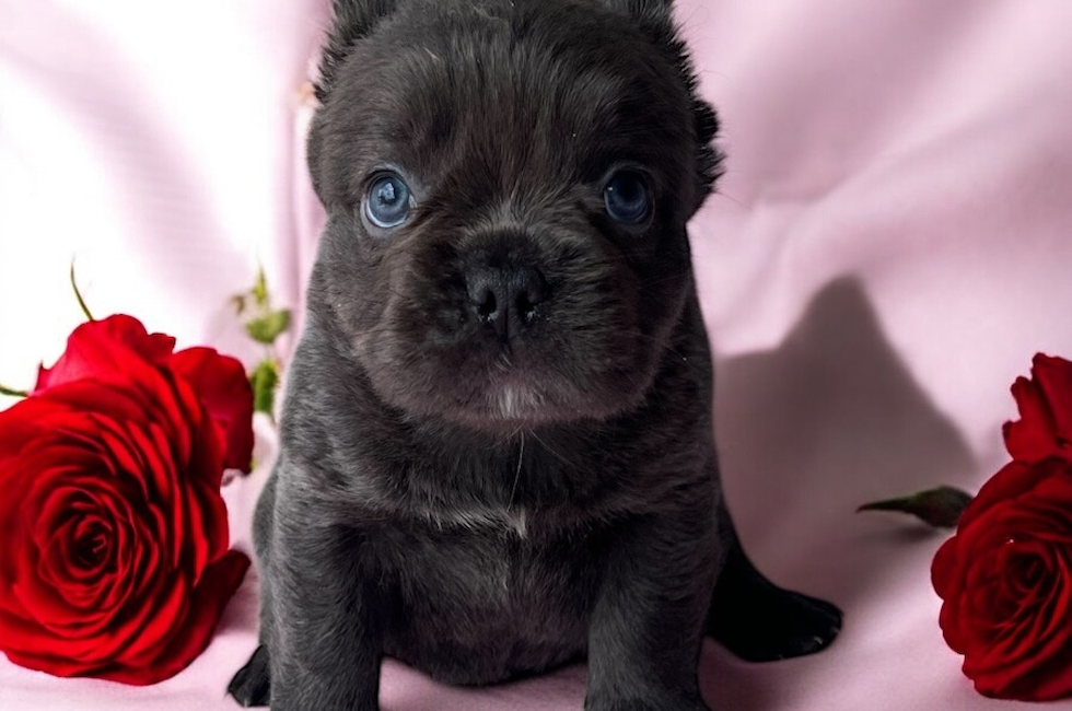 6 week old French Bulldog Puppy For Sale - Seaside Pups