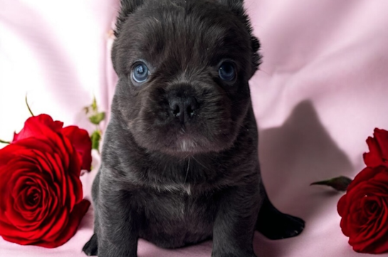 French Bulldog Pup Being Cute