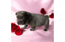 French Bulldog Puppy for Adoption
